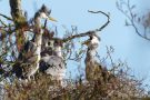 Fütterung der Graureiher (Ardea cinerea)