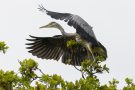 Graureiher (Ardea cinerea)