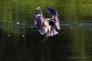 Graureiher (Ardea cinerea)