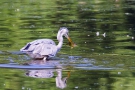 Graureiher (Ardea cinerea)