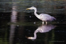 Graureiher (Ardea cinerea)