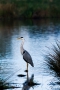 Graureiher (Ardea cinerea)