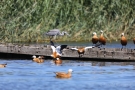 Graureiher (Ardea cinerea) vertreibt Rostgänse