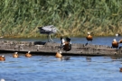 Graureiher (Ardea cinerea) vertreibt Rostgänse