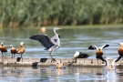 Graureiher (Ardea cinerea) vertreibt Rostgänse