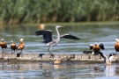 Graureiher (Ardea cinerea) vertreibt Rostgänse