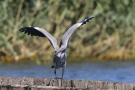 Graureiher (Ardea cinerea) mit Fisch