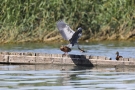 Graureiher (Ardea cinerea) in Moos