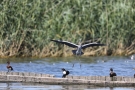 Graureiher (Ardea cinerea) in Moos