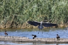 Graureiher (Ardea cinerea) in Moos