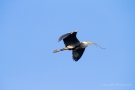 Graureiher (Ardea cinerea) mit Nistmaterial