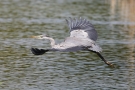 Graureiher (Ardea cinerea) im Flug