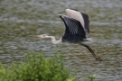 Graureiher (Ardea cinerea) im Flug