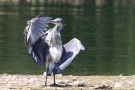 Graureiher (Ardea cinerea)