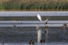 Graureiher (Ardea cinerea) und Silberreiher (Ardea alba)