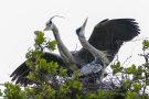 Graureiher-Pärchen (Ardea cinerea) begrüßt sich