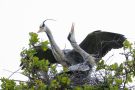 Graureiher-Pärchen (Ardea cinerea) begrüßt sich