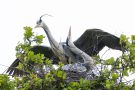 Graureiher-Pärchen (Ardea cinerea) begrüßt sich