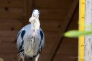 Graureiher (Ardea cinerea)