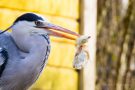 Graureiher (Ardea cinerea)