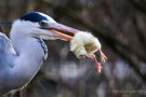 Graureiher (Ardea cinerea)