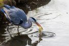 Graureiher (Ardea cinerea)