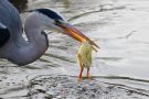 Graureiher (Ardea cinerea)