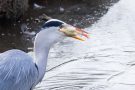 Graureiher (Ardea cinerea)