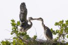 Junge Graureiher (Ardea cinerea)