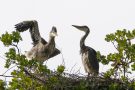 Junge Graureiher (Ardea cinerea)