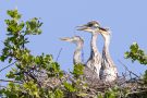 Junge Graureiher (Ardea cinerea)