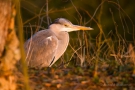 Graureiher (Ardea cinerea)