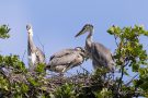 Junge Graureiher (Ardea cinerea)