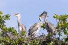 Junge Graureiher (Ardea cinerea)