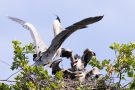 Fütterung der Graureiher (Ardea cinerea)