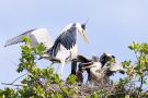 Fütterung der Graureiher (Ardea cinerea)