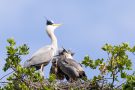 Fütterung der Graureiher (Ardea cinerea)