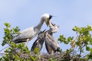 Fütterung der Graureiher (Ardea cinerea)