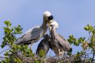 Fütterung der Graureiher (Ardea cinerea)