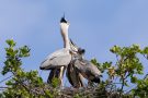 Fütterung der Graureiher (Ardea cinerea)