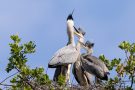 Fütterung der Graureiher (Ardea cinerea)