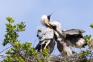 Fütterung der Graureiher (Ardea cinerea)