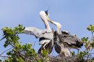 Fütterung der Graureiher (Ardea cinerea)