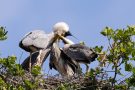 Fütterung der Graureiher (Ardea cinerea)