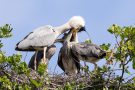 Füttern der Graureiher (Ardea cinerea)