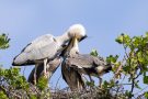 Füttern der Graureiher (Ardea cinerea)