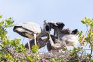 Füttern der Graureiher (Ardea cinerea)