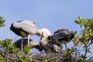 Füttern der Graureiher (Ardea cinerea)