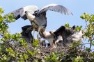 Füttern der Graureiher (Ardea cinerea)