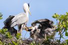 Mundraub unter Geiern (Ardea cinerea)